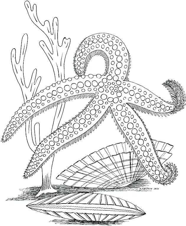 630x763 Marine Life Coloring Pages Ocean Animals Coloring Pages A Habitat