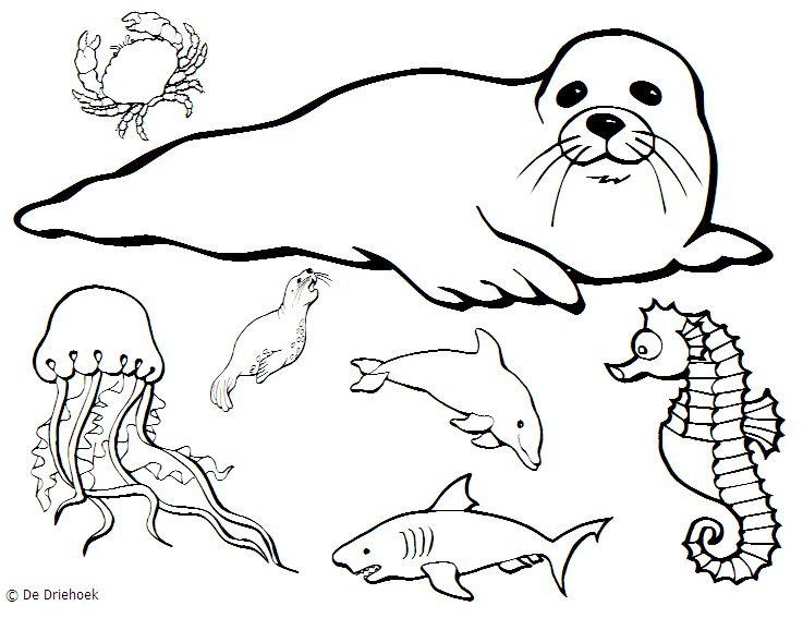 737x567 44 Best Water Images On Activities, Fish And Day Care