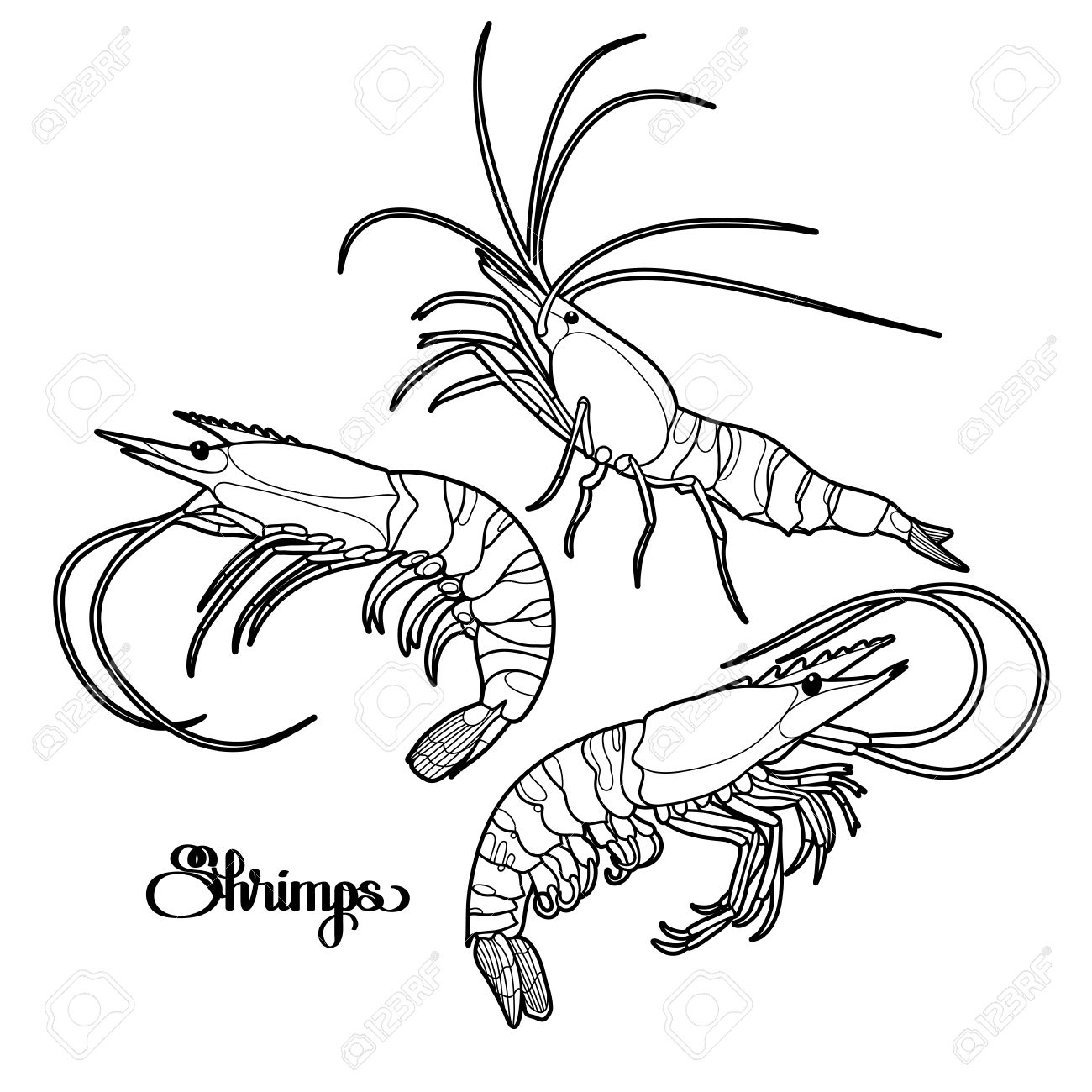 1300x1300 Graphic Vector Shrimps Collection Drawn In Line Art Style. Sea
