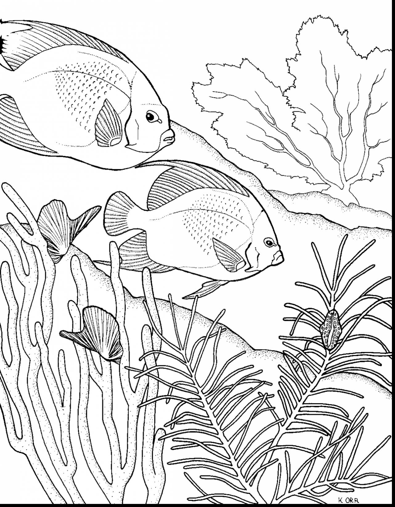 1282x1645 Coral Reef Drawings Graphic Octopus And Coral Reef Drawn In Line