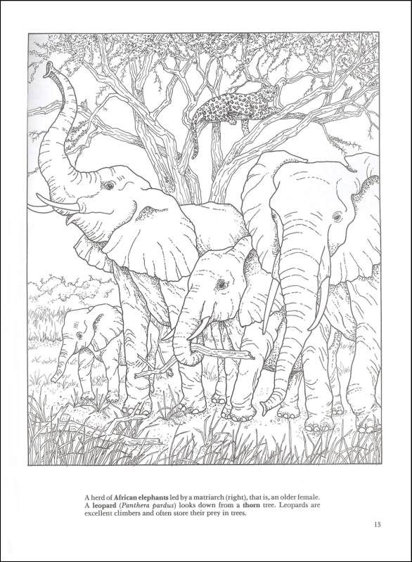 586x800 African Plains Coloring Book Additional Photo (Inside Page