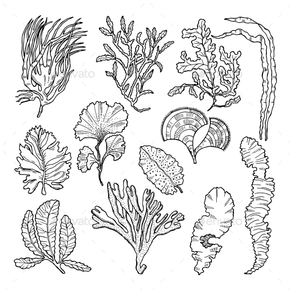 590x590 Marine Sketch With Different Underwater Plants By Onyxprj