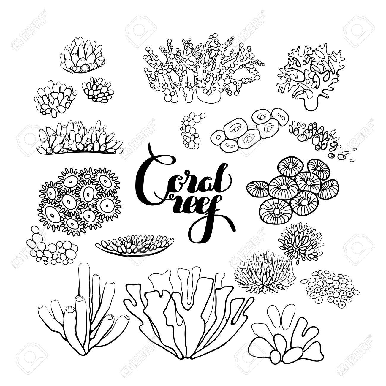 1300x1300 Collection Of Ocean Plants And Coral Reef Elements Drawn