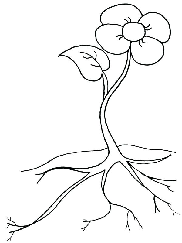 600x800 Plants Coloring Pages Plant Coloring Pages Growing Plants Flower