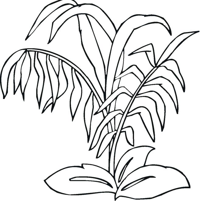 660x660 Sea Plants Coloring Pages 7821
