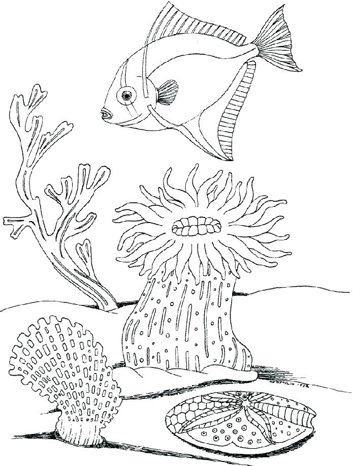 695x917 Underwater Coloring Page Ocean Scene Coloring Page Fish Under