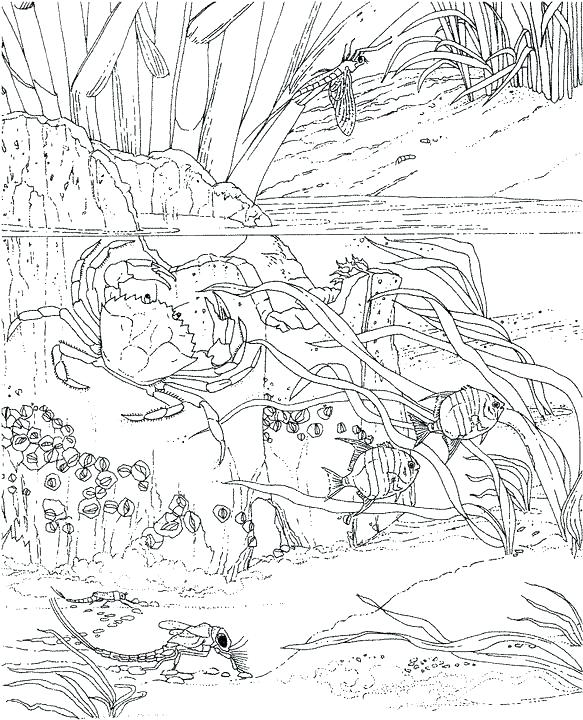 583x720 Best Of Ocean Coloring Pages Pictures Ocean Coloring Pages Prints