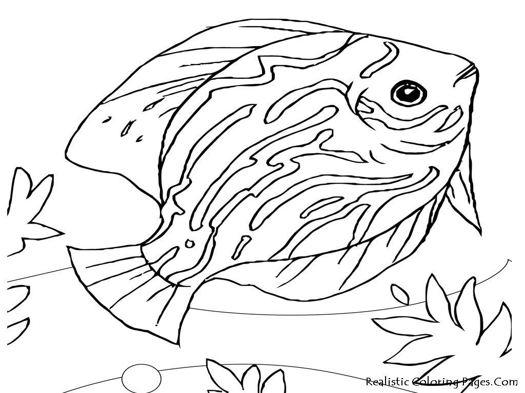 1024x768 Drawings Of Sea Animals Fish Coloring Pages Of Sea Animals