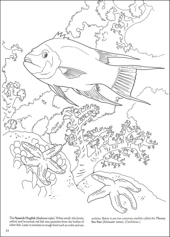 575x800 Big Book Of Sea Life To Color (014996) Details
