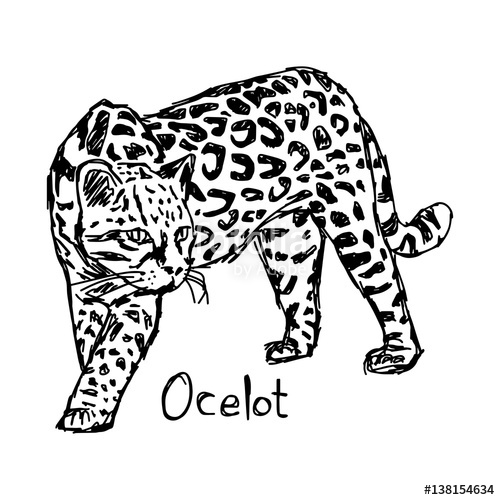 500x500 Ocelot