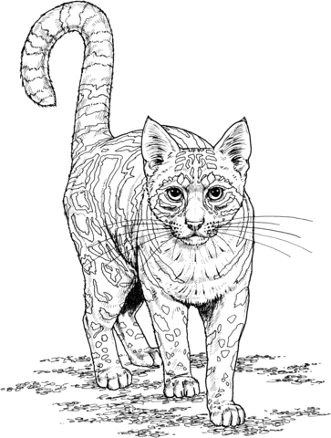 363x480 Ocelot Coloring Page Free Printable Coloring Pages