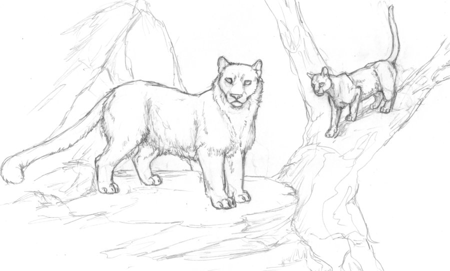900x542 Snow Leopard And Ocelot Request Sketch By Japhleti