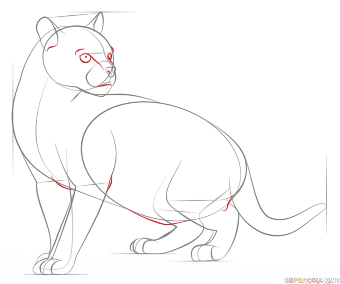 687x575 How Draw An Ocelot Step By Step Drawing Tutorials How