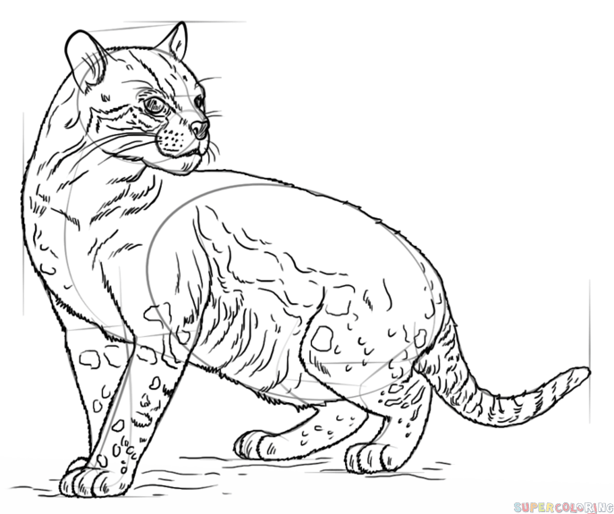 687x575 How To Draw An Ocelot Step By Step Drawing Tutorials