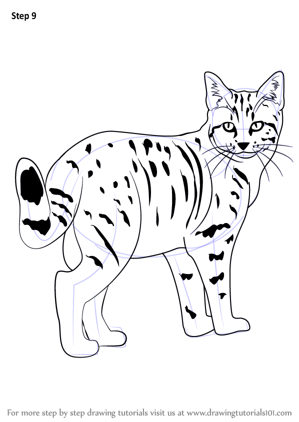 598x844 Learn How To Draw A Kitten (Cats) Step By Step Drawing Tutorials