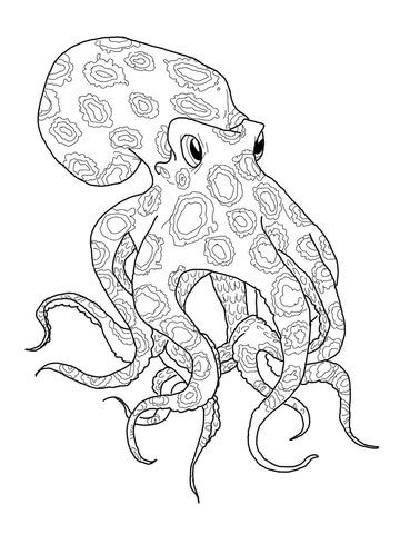360x480 Octopus Anatomy Cephalopods Anatomy