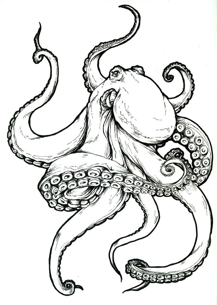 736x1032 Coloring Pages Stunning Octopus Drawings Sketch Drawing Coloring
