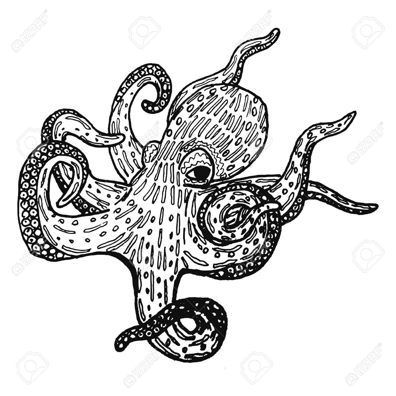 1300x1300 Mysterious Octopus Sketch Drawing Vector Illustration In Black