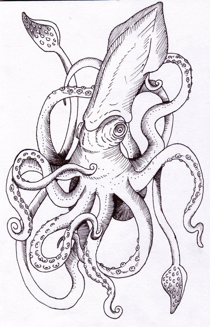 718x1113 A Squid Design