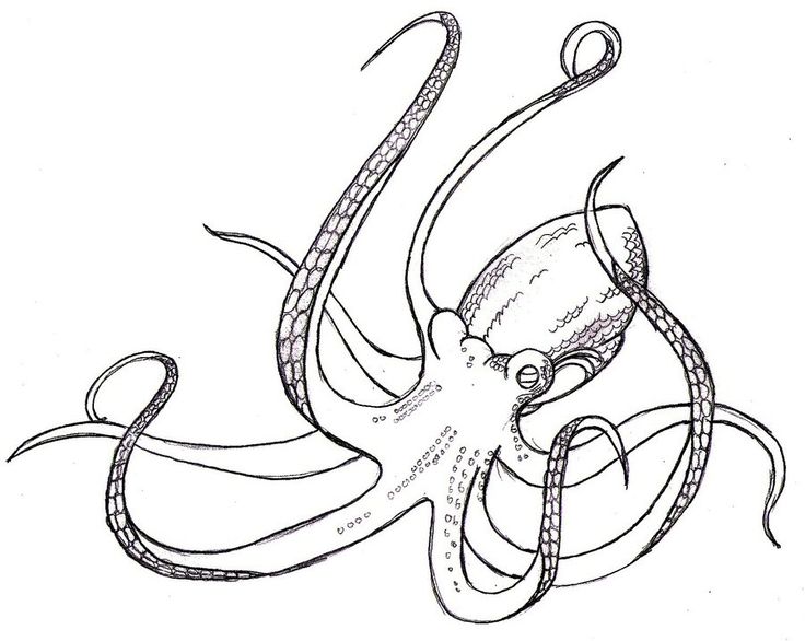 736x586 Drawn Octopus Big