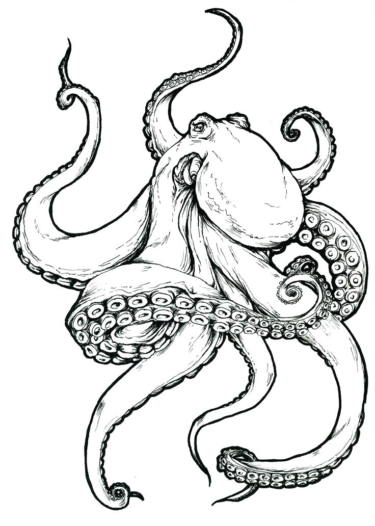 736x1032 How To Draw Octopus Adding The Graphite Pencil Strokes Octopus