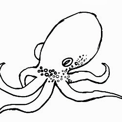 250x250 Octopus Drawing, Pencil, Sketch, Colorful, Realistic Art Images