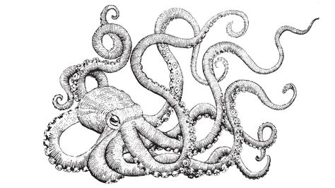 474x266 Black And White Octopus Drawing