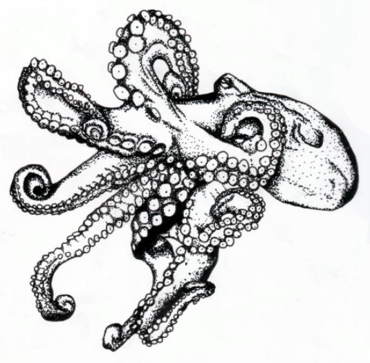 535x524 Octopus By Jschick