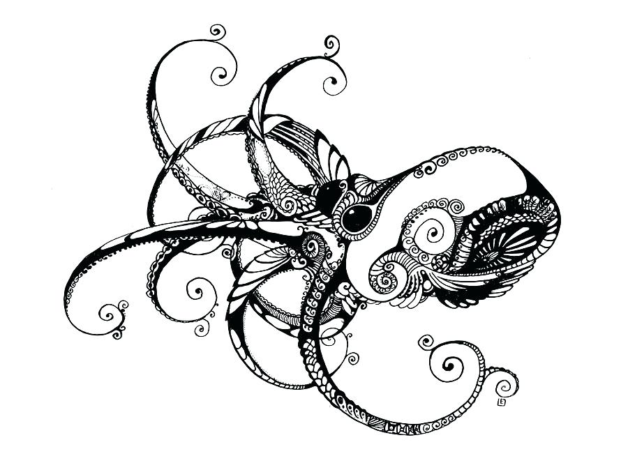 900x654 Octopus Drawings Transasia