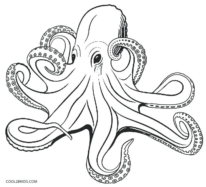 700x636 Octopus Color Page Octopus Coloring Pages Octopus Coloring Page