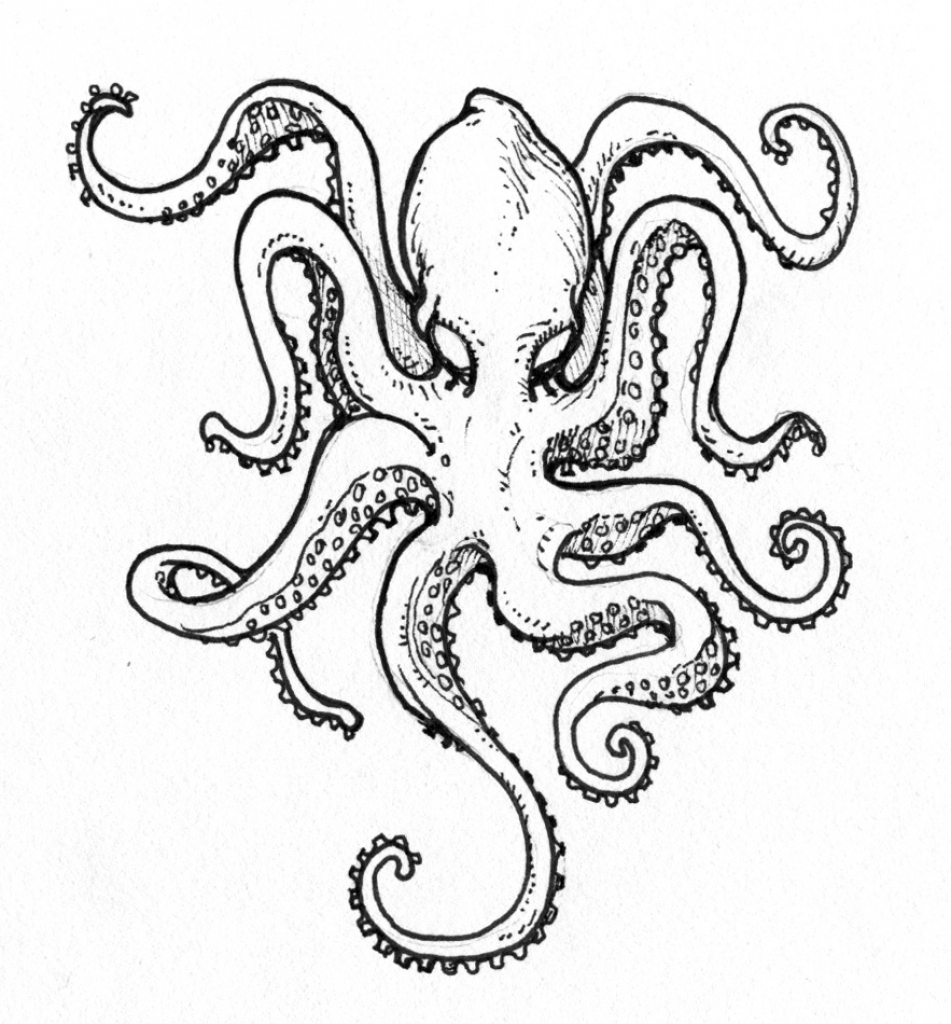 951x1024 Drawing Of A Octopus Simple Octopus Drawing Squid Octopus Easy