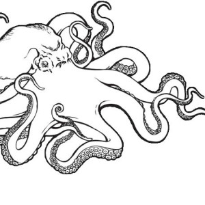 300x300 Kids Drawing Of An Octopus Coloring Page Color Luna