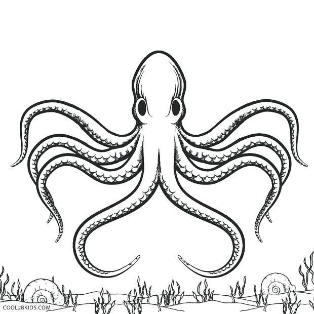 620x620 Octopus Color Page Common Octopus Coloring Page Octopus Coloring