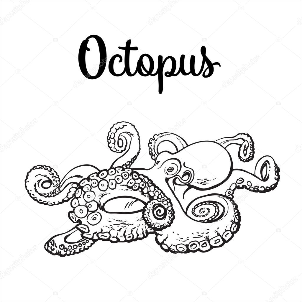 1024x1024 Drawing Of Octopus Isolated On White Background Stock Vector