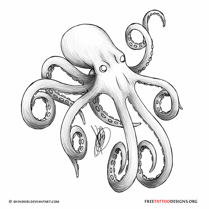 735x735 Drawn Legs Octopus