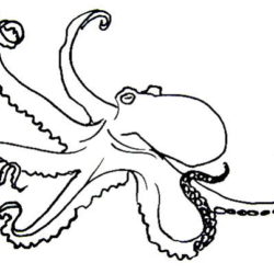 250x250 Octopus Drawing, Pencil, Sketch, Colorful, Realistic Art Images