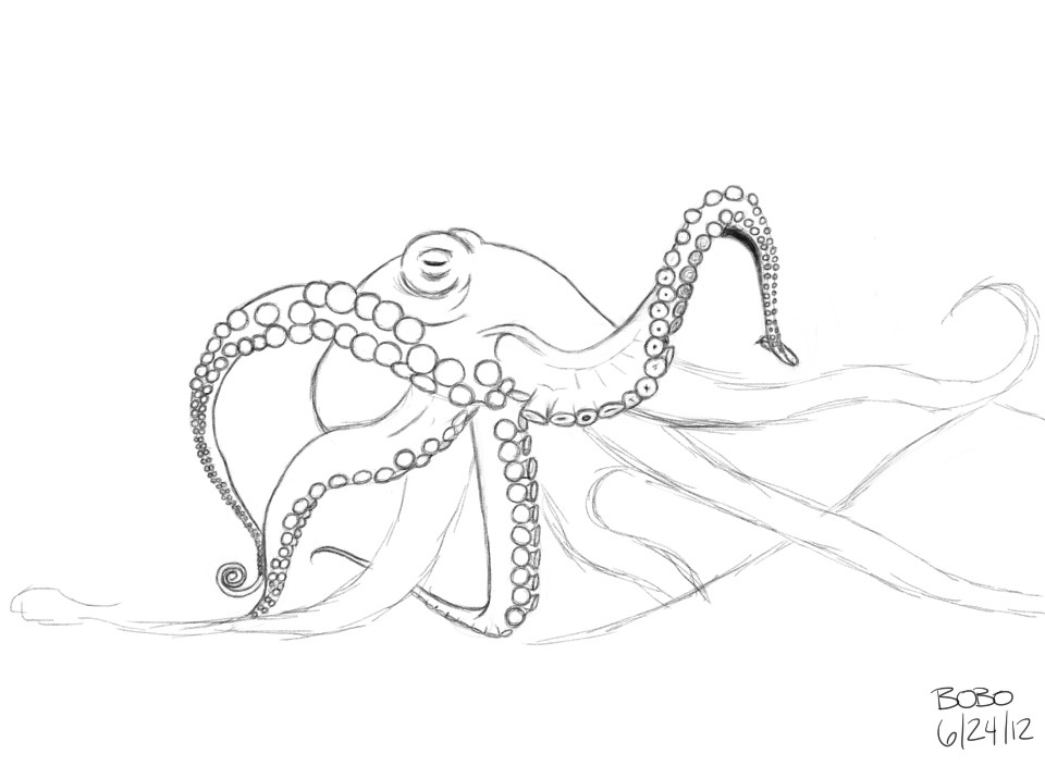 960x704 Giant Pacific Octopus Wip Sketch I Did Earlier. I'Ll