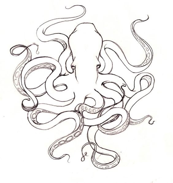 564x596 Octopus Drawing Cliparts 240359