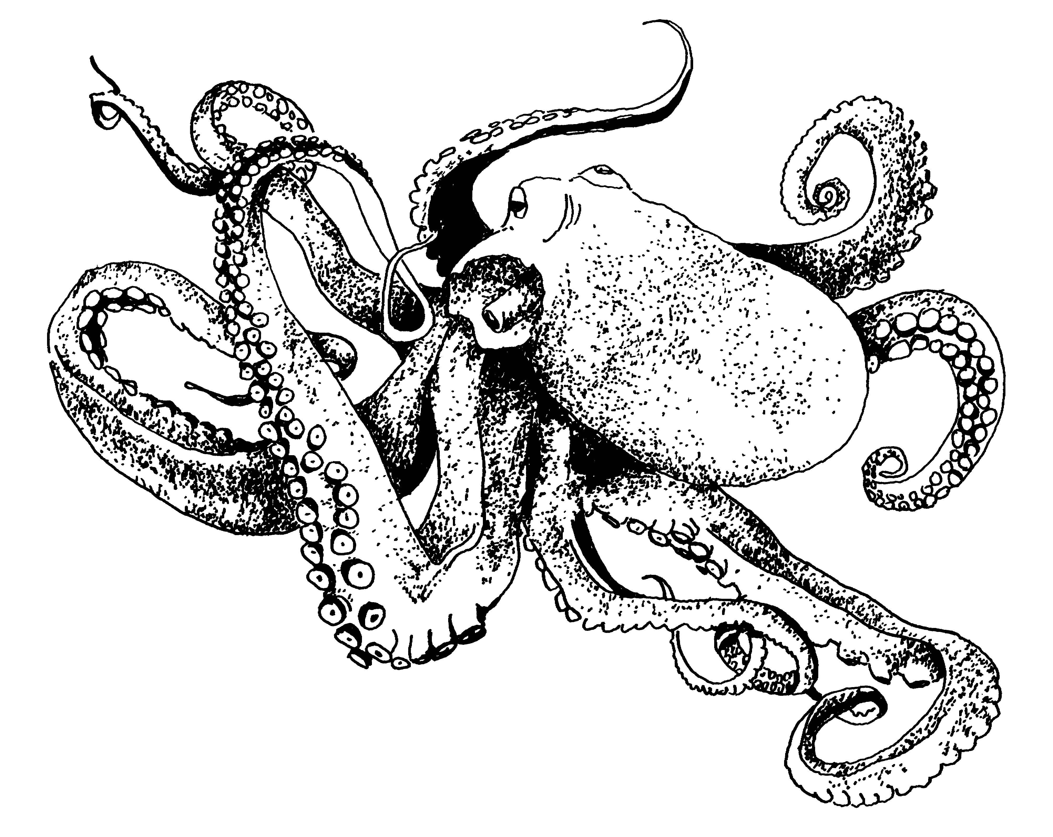 Octopus Drawing Step By Step at GetDrawings | Free download