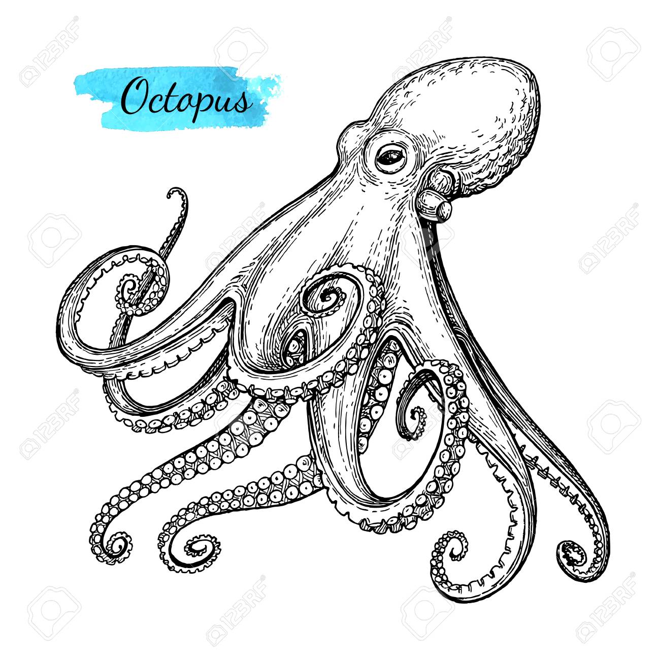 1300x1300 Octopus Ink Sketch. Royalty Free Cliparts, Vectors, And Stock