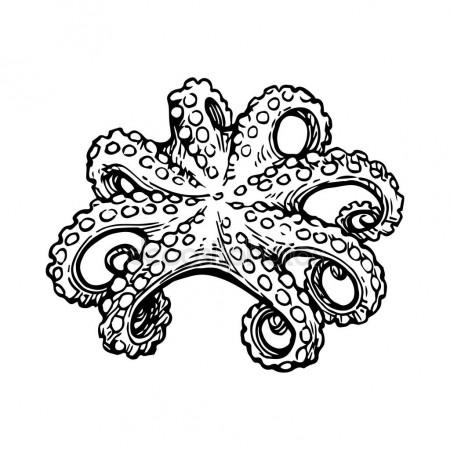 450x450 Octopus Ink Sketch. Stock Vector