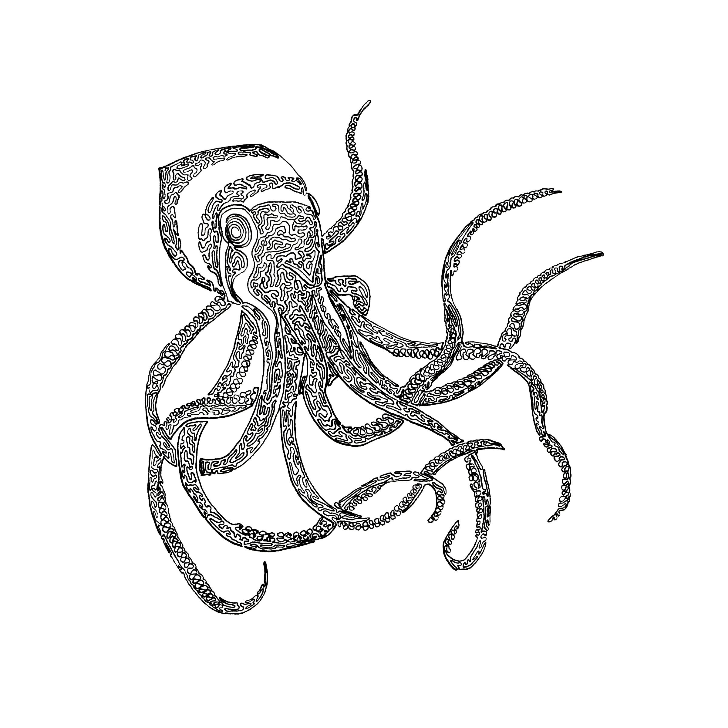 2400x2400 Octopus, Drawn With One Line. 8x10 With Micron 01.