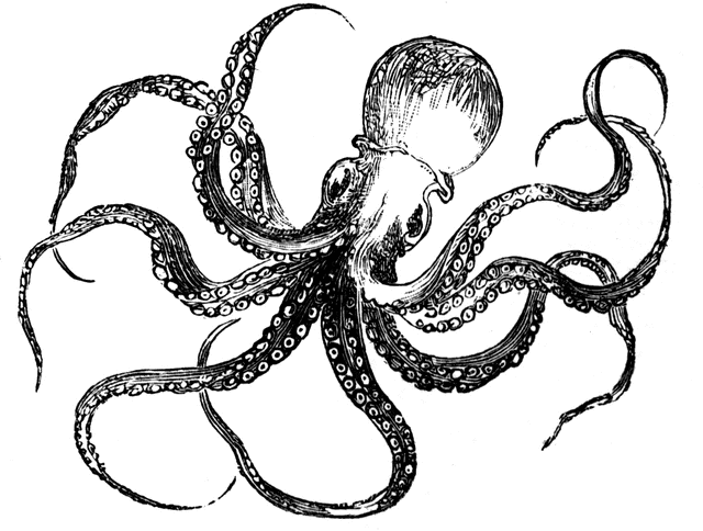 640x484 Octopus Clipart Etc
