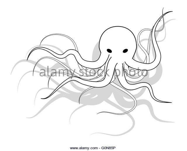 640x518 Octopus Black And White Stock Photos Amp Images