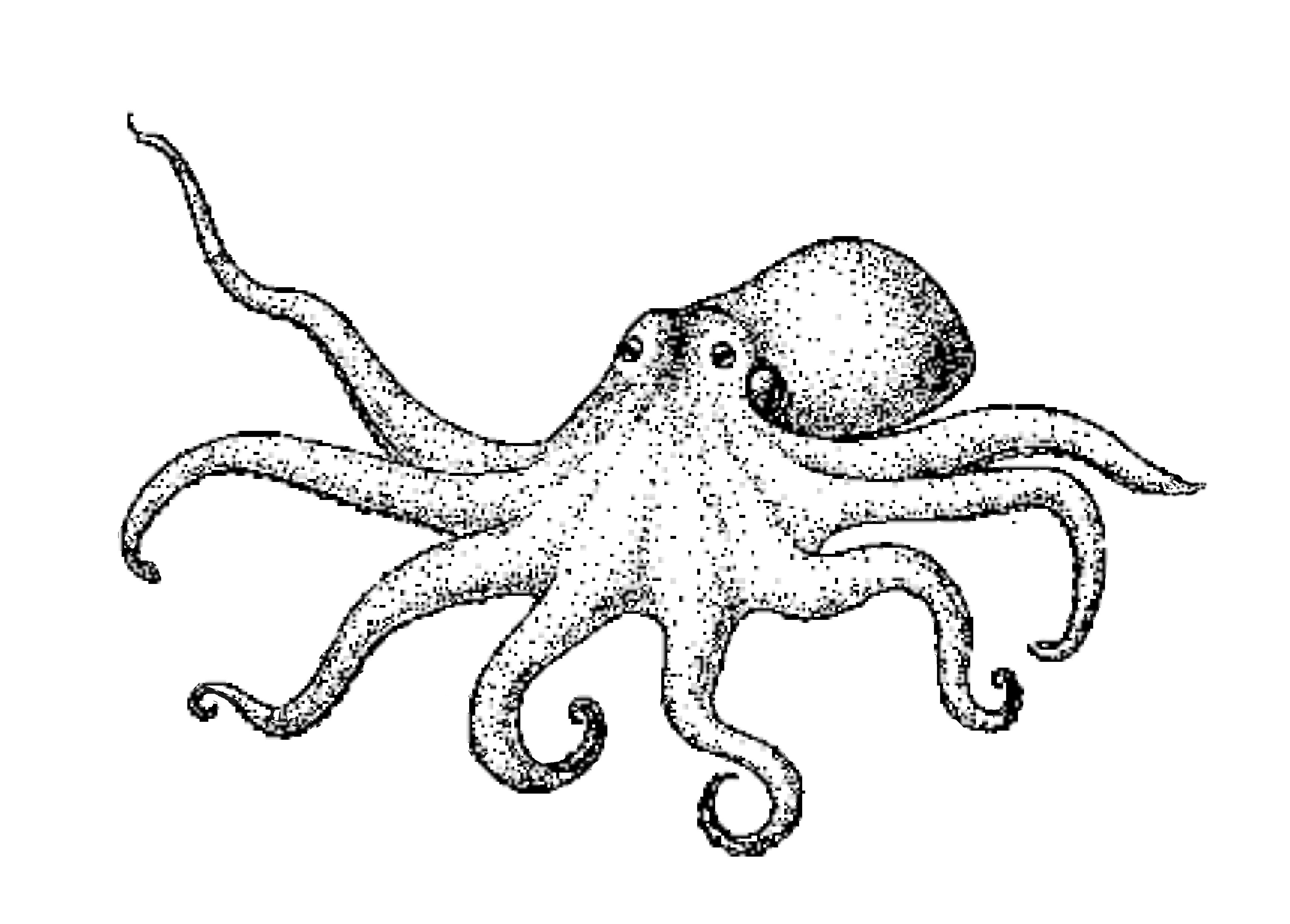 3808x2728 Octopus drawing Cofc Grice Marine Laboratory Logos
