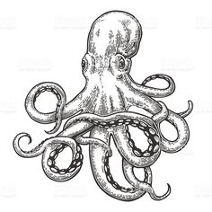 Octopus Pencil Drawing at GetDrawings | Free download