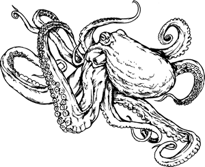 300x245 Octopus