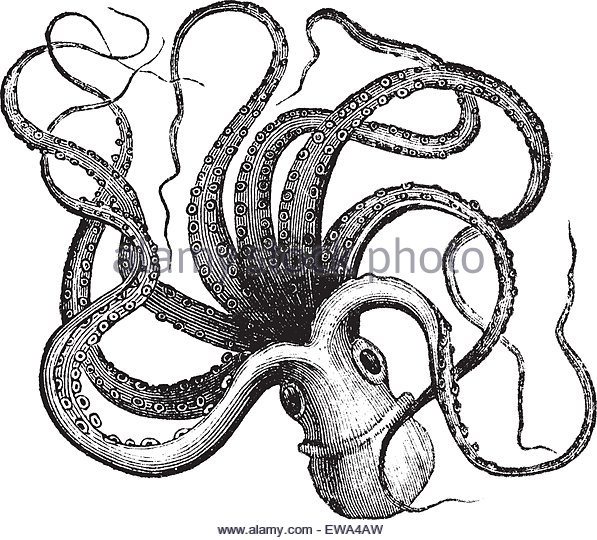 597x540 Octopus Artwork Stock Photos Amp Octopus Artwork Stock Images