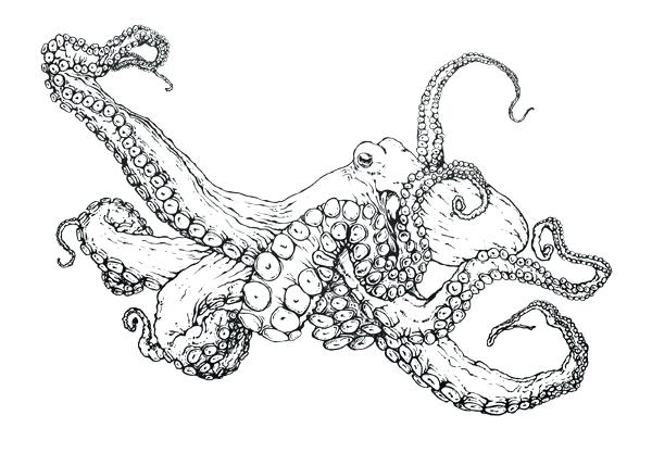 600x417 Octopus Coloring Page Common Octopus Dr Octopus Coloring Pages