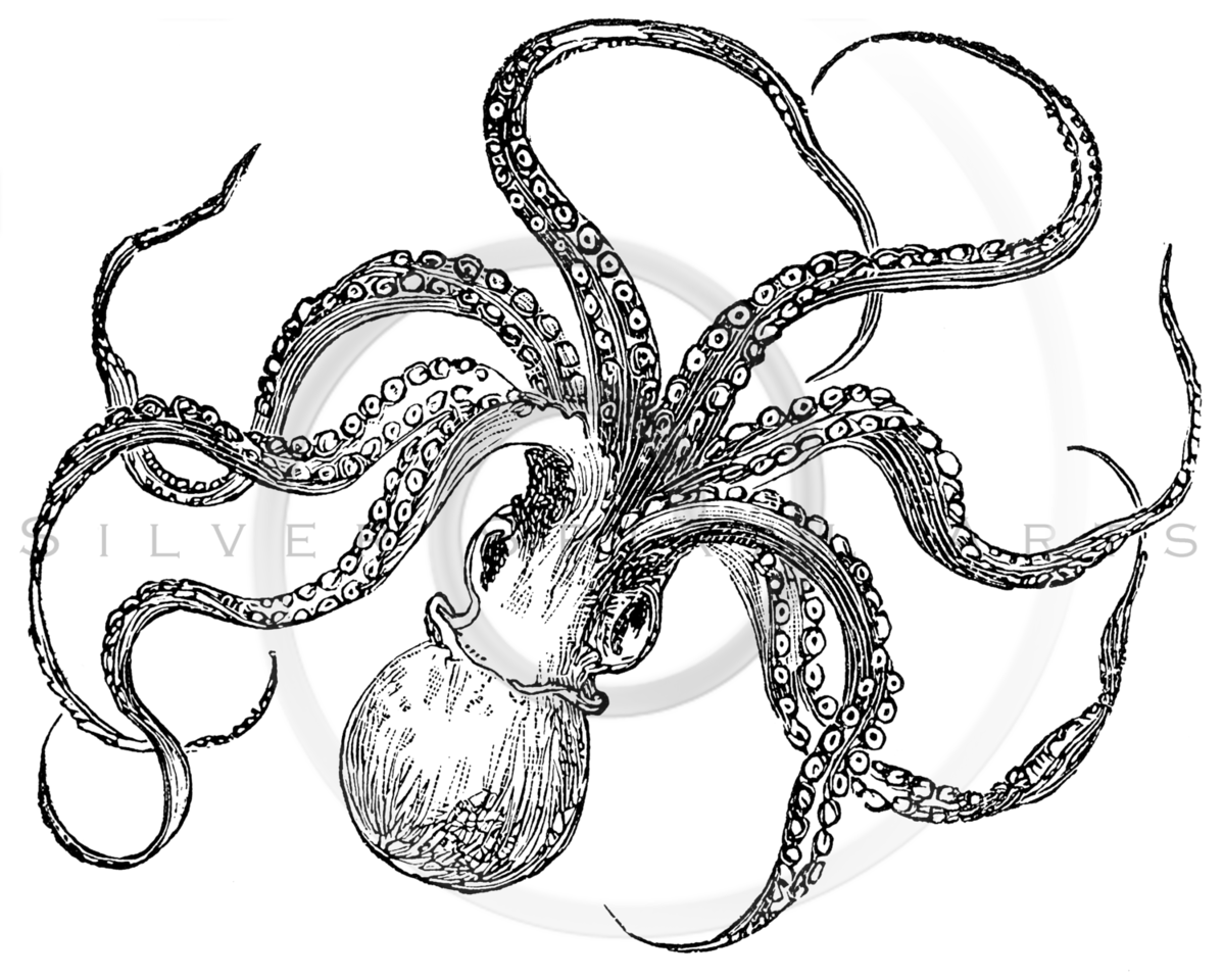 1198x960 Royalty Free Stock Vintage Illustrations Photo Keywords Octopuses